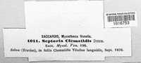 Septoria clematidis image